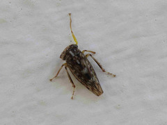 Stenidiocerus poecilus