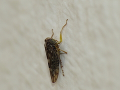 Stenidiocerus poecilus