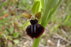 Ophrys sphegodes passionis