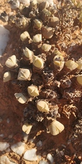 Cheiridopsis purpurea