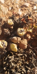 Cheiridopsis purpurea