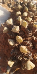 Cheiridopsis purpurea