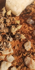 Cheiridopsis purpurea