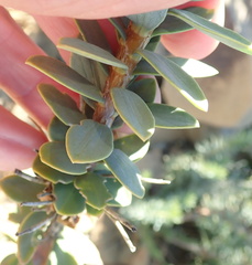 Euryops lateriflorus