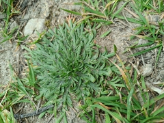 Plantago coronopus