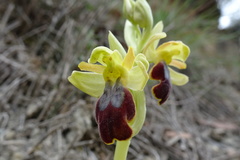 Ophrys fusca fusca