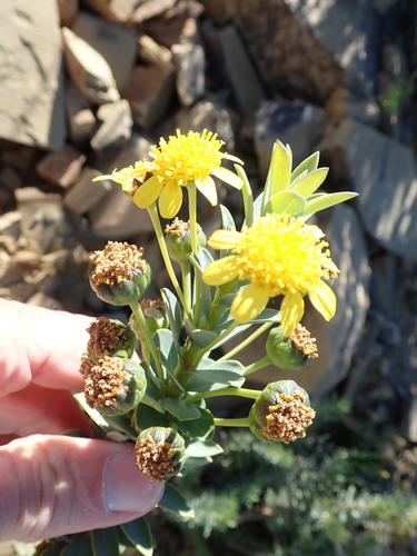 Image of Euryops lateriflorus by no rights reserved