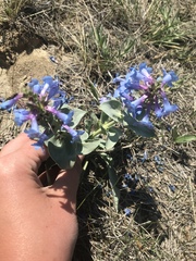 Penstemon nitidus