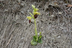 Ophrys fusca fusca