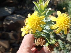 Euryops lateriflorus