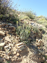 Euryops lateriflorus