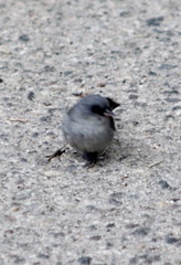 Junco hyemalis dorsalis
