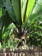 Ensete ventricosum