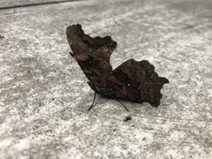 Kaniska canace nojaponicum