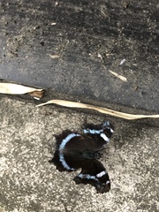 Kaniska canace nojaponicum