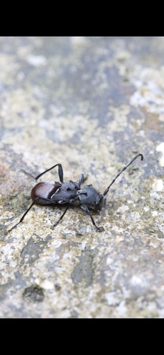Yoshiakioclytus