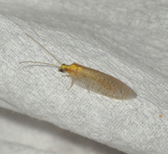 Hemerobius micans