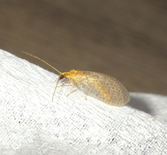 Hemerobius micans