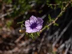 Ruellia brandbergensis