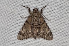 Rhuma thiobapta