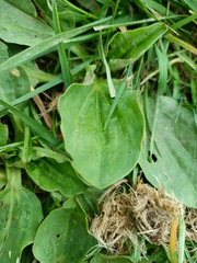 Plantago major