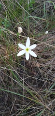 Zephyranthes mesochloa
