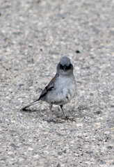 Junco hyemalis dorsalis