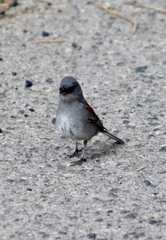 Junco hyemalis dorsalis