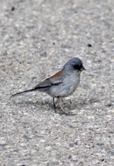 Junco hyemalis dorsalis