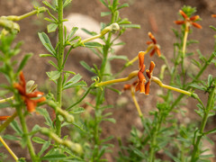 Jamesbrittenia huillana