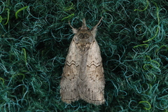 Nycteola asiatica