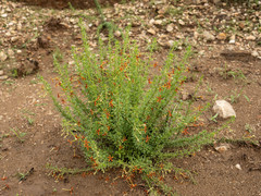 Jamesbrittenia huillana