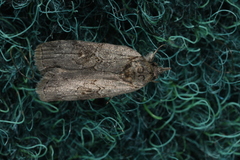 Nycteola asiatica