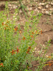 Jamesbrittenia huillana