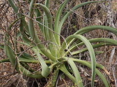 Agave vilmoriniana