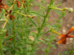 Jamesbrittenia huillana
