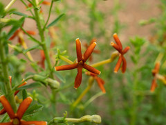 Jamesbrittenia huillana