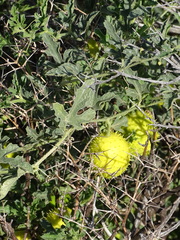 Cucumis myriocarpus