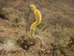 Agave vilmoriniana