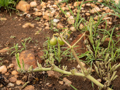 Cyphostemma hereroense