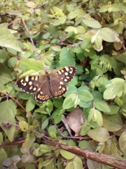 Pararge aegeria tircis