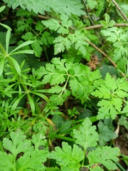 Geranium robertianum