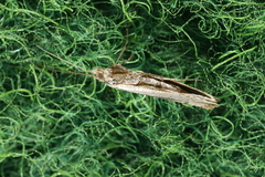 Nycteola asiatica