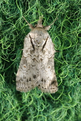 Nycteola asiatica