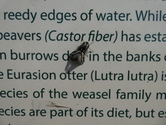 Lycia zonaria