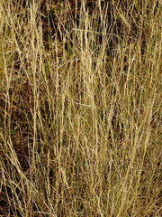 Aristida diffusa