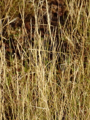 Aristida diffusa