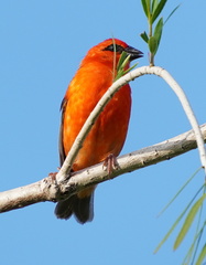 Foudia madagascariensis