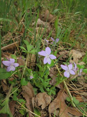 Viola labradorica