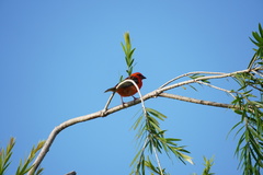 Foudia madagascariensis